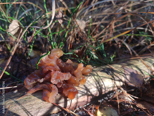 mushrooms in the forest (Phaeotremella foliacea) © Ami