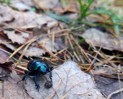 forest beetle (Anoplotrupes stercorosus)