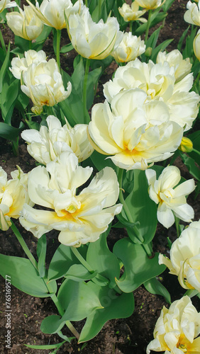 Cream colored Tulips with green stems in a garden patch in vertical format at the Ottawa Tulip Festival in Commissioners Park, Ottawa,Canada
