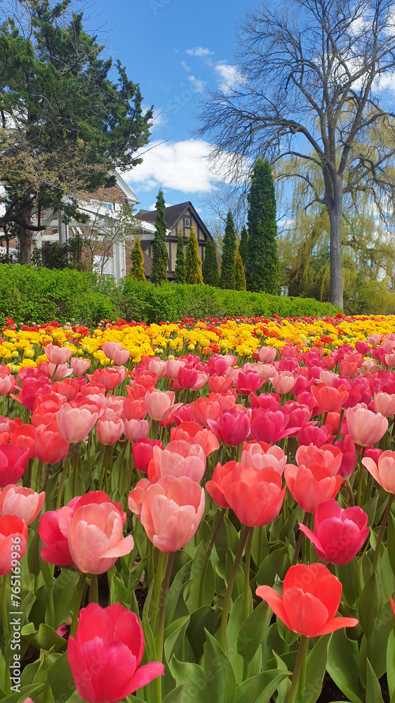 Pink and Yellow Tulips against the pleasant background of classic brownstone Canadian row houses with blue skies in a vertical format at the Ottawa Tulip Festival in Commissioners Park, Ottawa,Canada Pink and Yellow Tulips against the pleasant background of classic brownstone Canadian row houses with blue skies in a vertical format at the Ottawa Tulip Festival in Commissioners Park, Ottawa,Canada