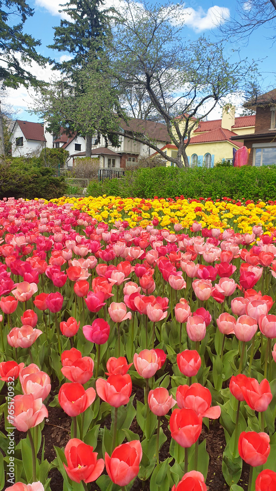 Pink and Yellow Tulips against the pleasant background of classic brownstone Canadian row houses with blue skies in a vertical format at the Ottawa Tulip Festival in Commissioners Park, Ottawa,Canada Pink and Yellow Tulips against the pleasant background of classic brownstone Canadian row houses with blue skies in a vertical format at the Ottawa Tulip Festival in Commissioners Park, Ottawa,Canada
