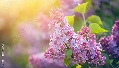 Lilac bunch, light purple flowers on a green leafy branch. Spring season. Bokeh and sun glow. Blurred natural backdrop.
