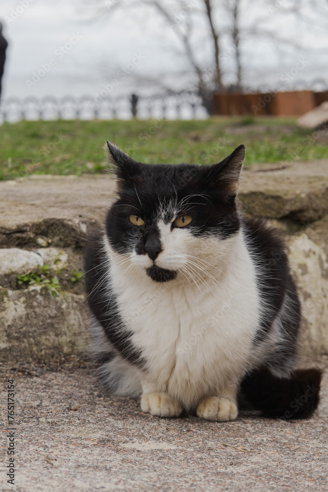 Odesa, Ukraine. March 20, 2024. A black and white cat sits on the embankment near the sea on green grass. people pass by.