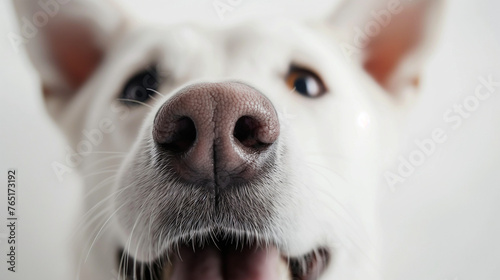 Close-up view of a dog snout. Macro shot. photo