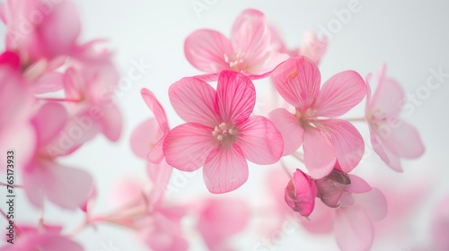 Close up shot of a bunch of pink flowers, perfect for nature backgrounds © Fotograf