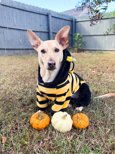 yellow dog puppy dressed up for halloween in dog costume bumblebee costume posed with pumpkins on halloween doggie cute chihuahua dachshund photo