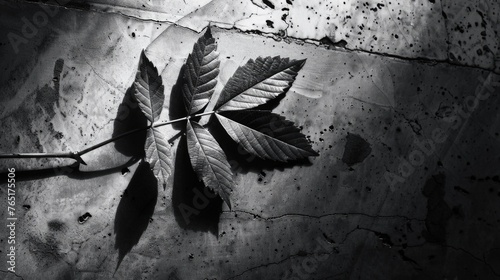 A black and white photo of a leaf on the ground, suitable for nature and minimalism concepts #765175506