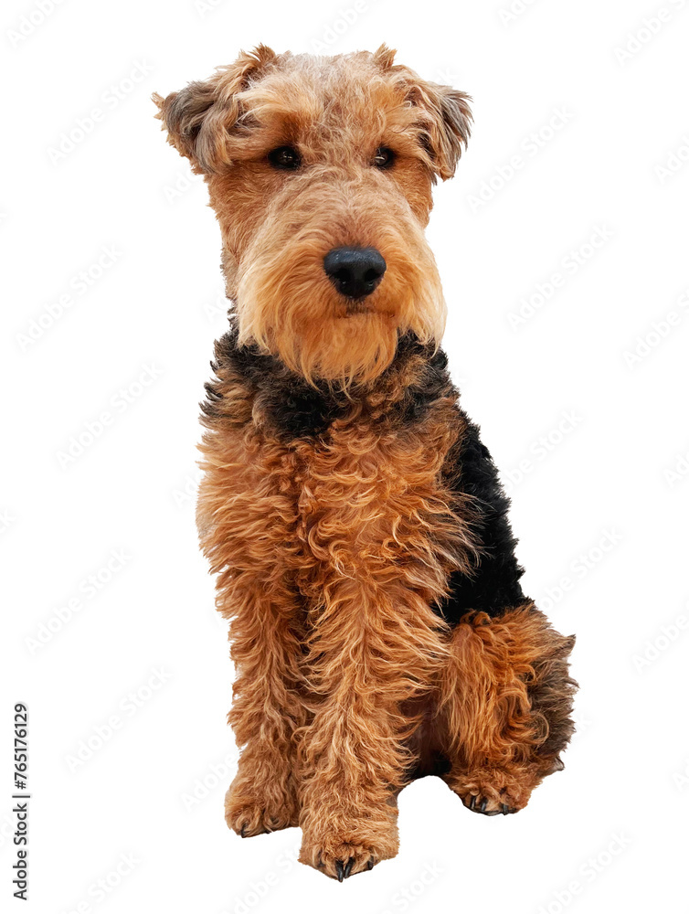 Dog. Airdale, Welsh terrier puppy, cute, adorable pet. Dog. Airdale, Welsh terrier puppy, cute, adorable pet.