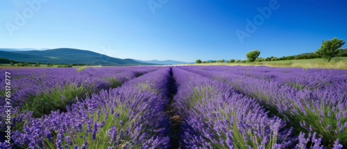 Panoramic view of a blooming lavender field