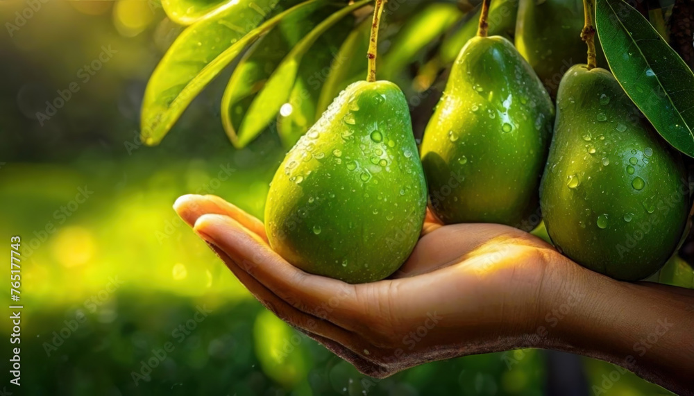 Hand Cradling Fresh Green Avocado with Dew. A close-up of dew-covered green ripe fruits hanging on tree. Freshness of natural food. - obrazy, fototapety, plakaty 