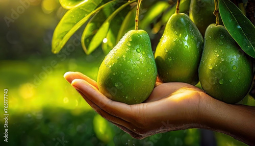 Hand Cradling Fresh Green Avocado with Dew. A close-up of dew-covered green ripe fruits hanging on tree. Freshness of natural food.