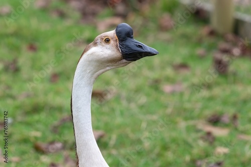 Portrait of a Chinese goose (anser cygnoides domesticus) photo