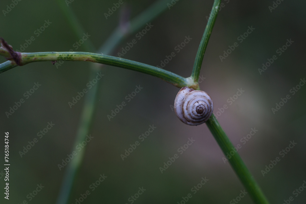 piccola lumaca piccola lumaca