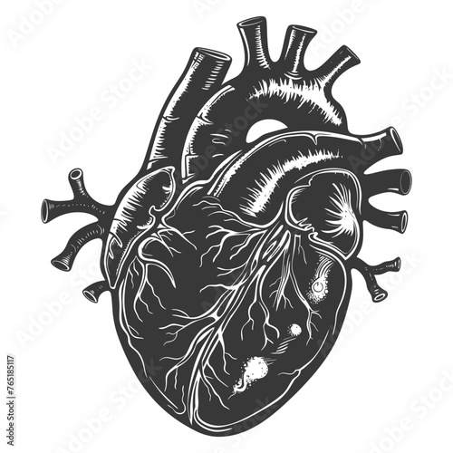 Silhouette for internal organs of heart black color only