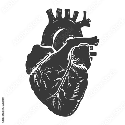 Silhouette for internal organs of heart black color only