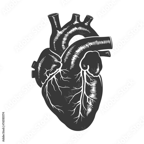 Silhouette for internal organs of heart black color only