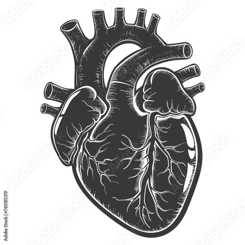 Silhouette for internal organs of heart black color only