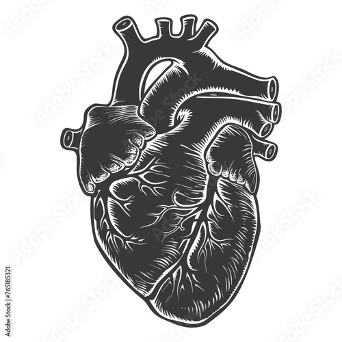 Silhouette for internal organs of heart black color only