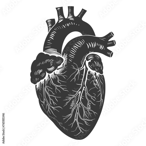 Silhouette for internal organs of heart black color only
