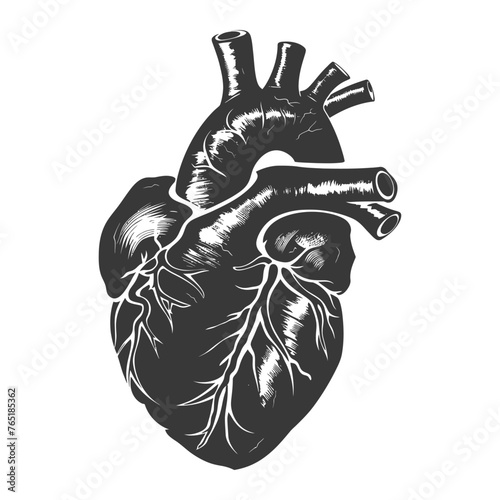 Silhouette for internal organs of heart black color only