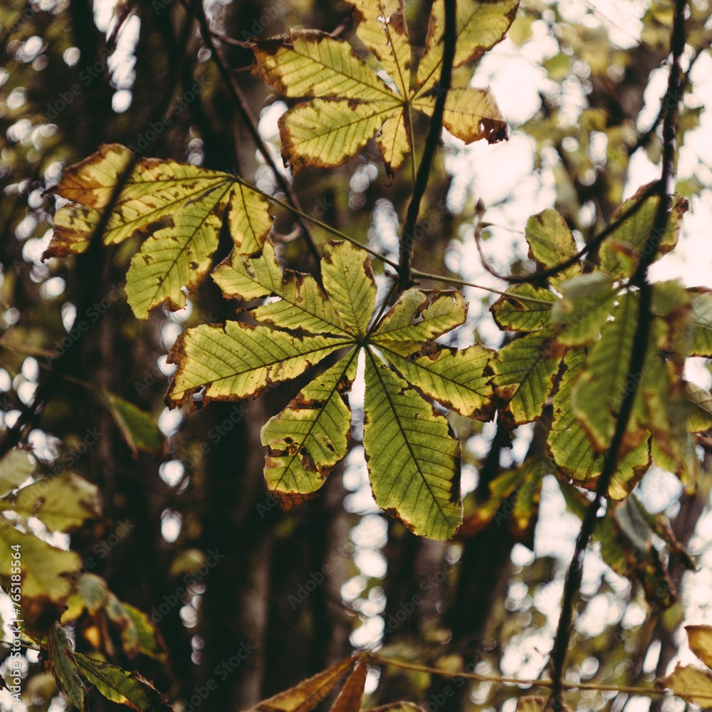 Damaged autumnal leaves highlighted by sunlight Damaged autumnal leaves highlighted by sunlight