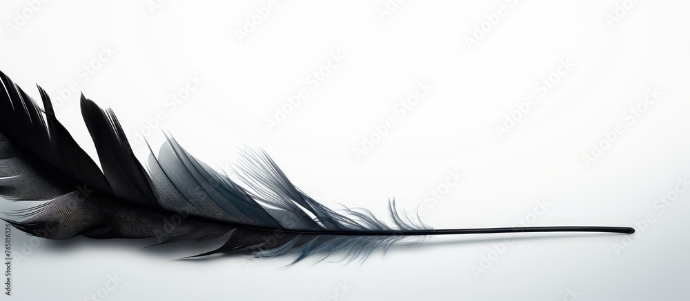 Fototapeta premium Black feather on white surface