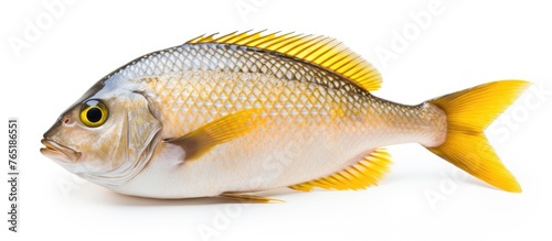 Yellow-finned fish on white background