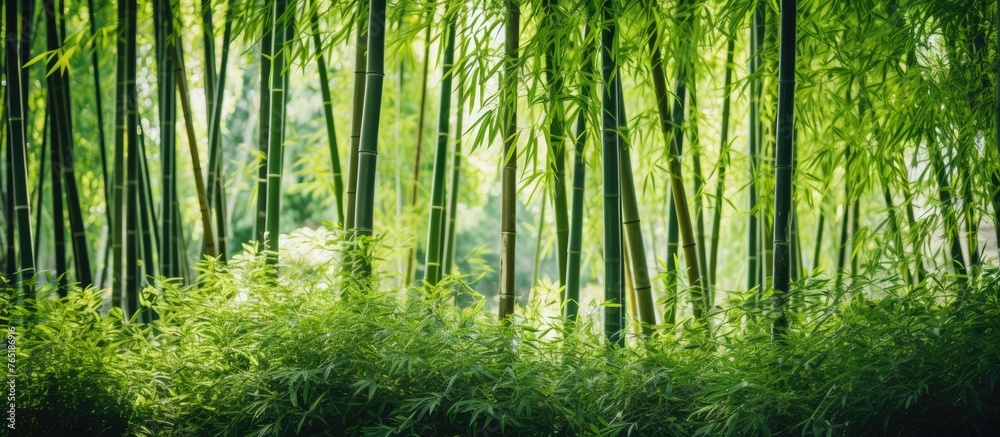 Bamboo tree with lush green leaves up close Bamboo tree with lush green leaves up close