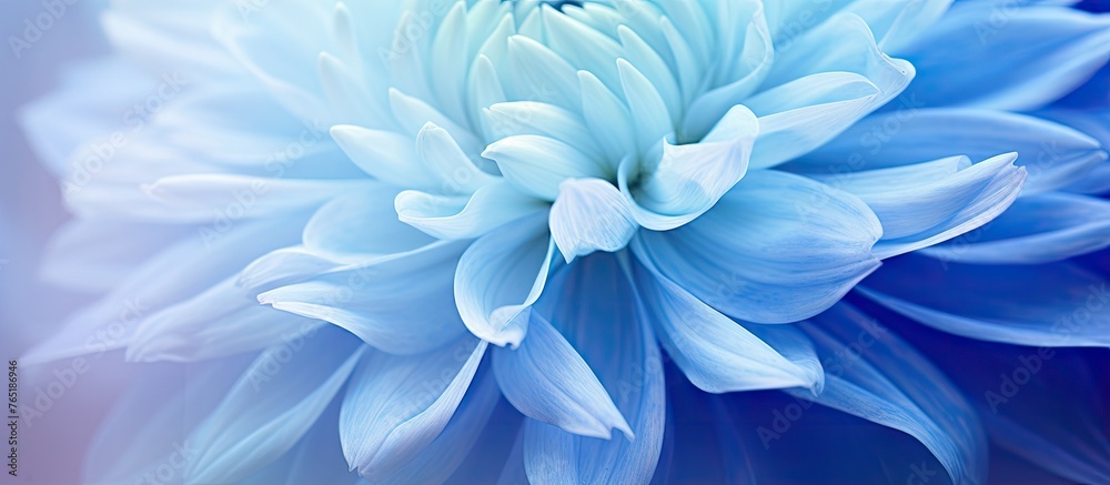 Fototapeta premium Close up of a blue flower with blurred background