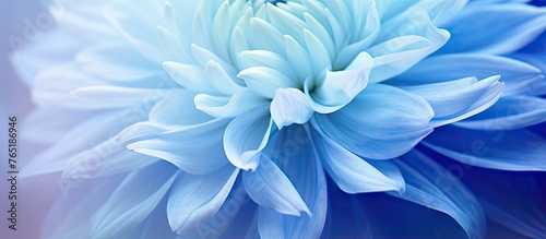 Close up of a blue flower with blurred background