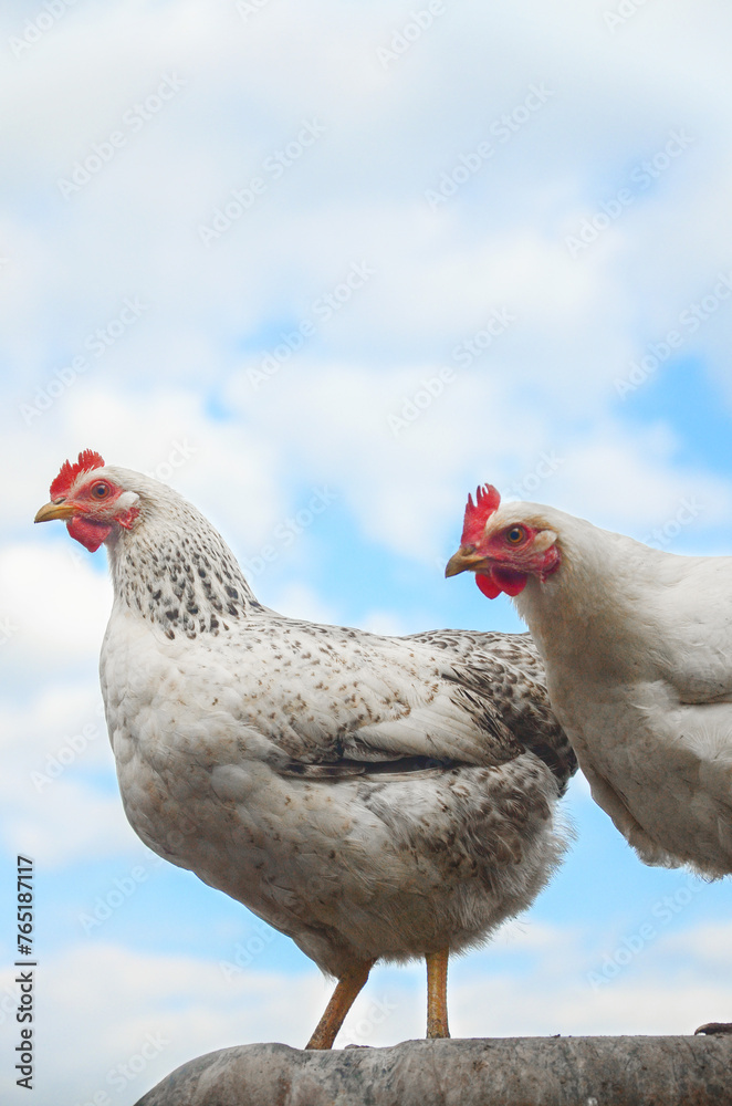 two chickens against the sky, looking into the frame, poultry, laying hens, bird flu, poultry farm, isolate two chickens against the sky, looking into the frame, poultry, laying hens, bird flu, poultry farm, isolate