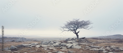 Lonely tree on rocky hill with scattered rocks photo