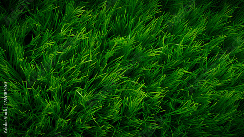 grass texture, grass background