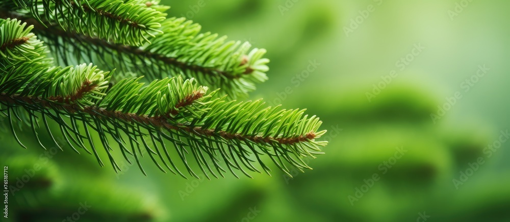 Fototapeta premium Close-up of pine tree branch with fresh green cones of European spruce