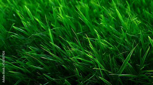 grass texture  grass background