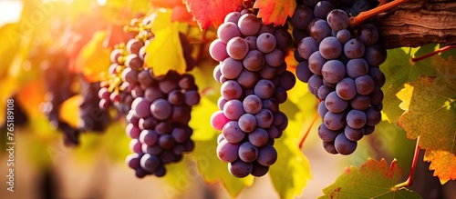 Wallpaper Mural Ripe grapes hanging on vine in vineyard Torontodigital.ca