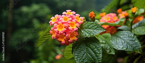 Bright red and yellow flower close-up