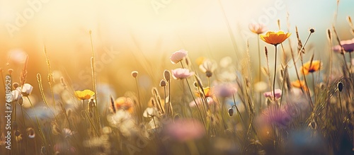 Flowers in grass under sun
