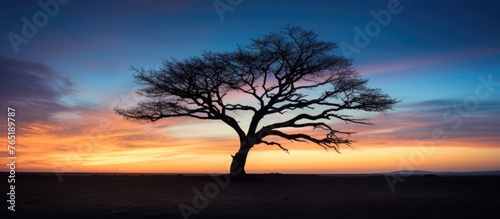 A solitary palm tree in the heart of a dry landscape under the warm glow of sundown