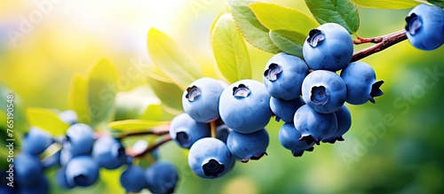 Ripe blueberries clustered on twig