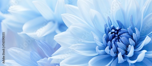 Blue flower close-up on white backdrop