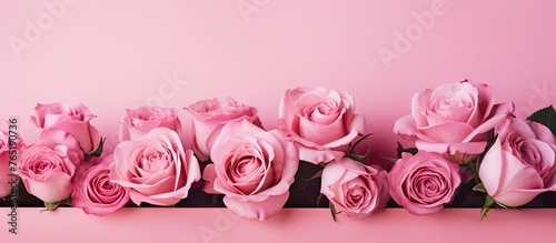 Pink roses are lined up on a pink surface