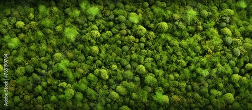 A mossy forest seen from above