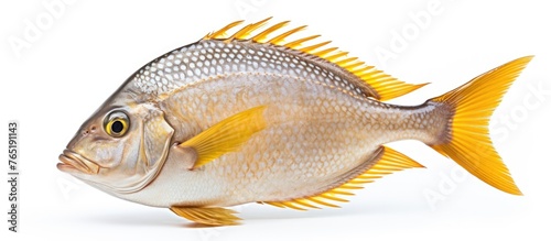 Yellow-finned fish on white background