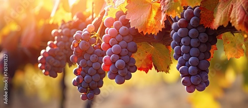Clusters of grapes on a vine