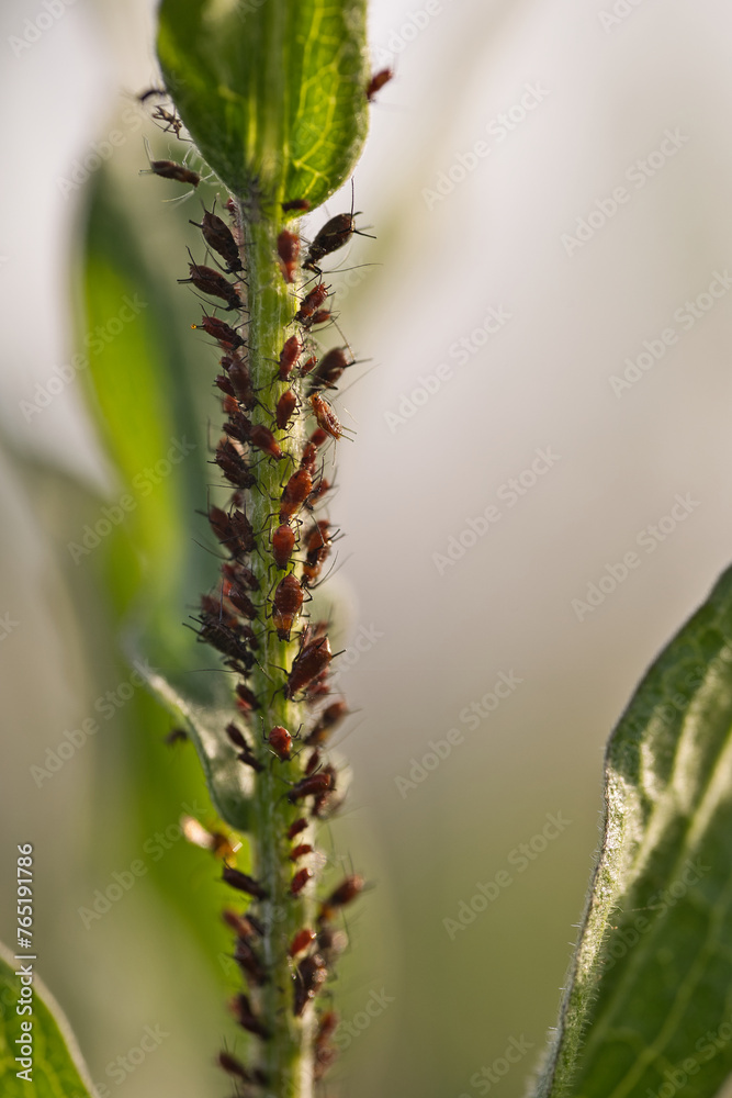 Pucerons tige plante nature printemps macro