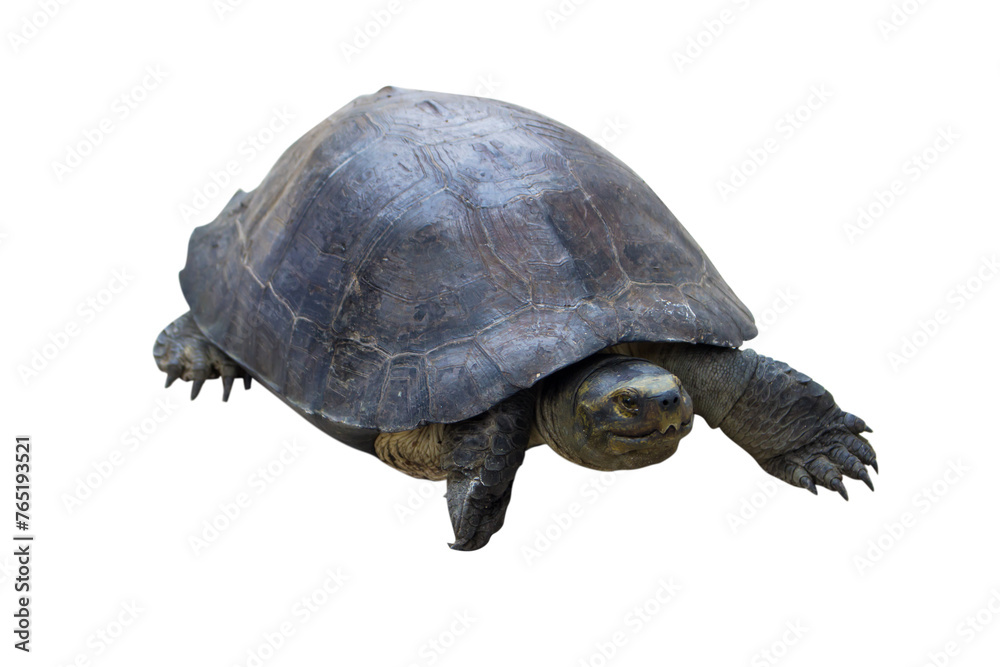 Fototapeta premium The Giant Asian pond turtle inhabits rivers, isolated.