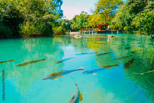 фотографія Fish swim in the crystal clear waters of the Formoso River, in the municipal res