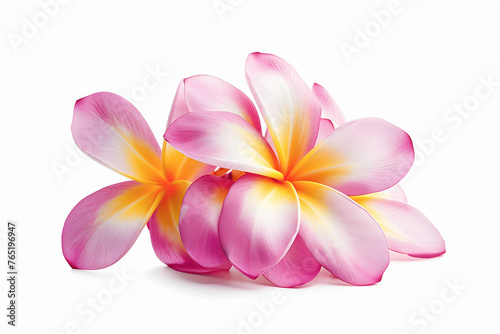 Pink Frangipani Plumeria On Isolated White Background, Hawaii Lei Day Tropic Flower