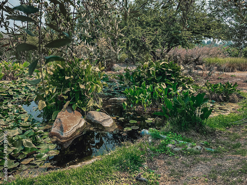 Wetland with rocks and water plants in Santa Cruz, Chile.  photo